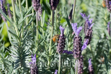 Bee on Lavender Flower 02