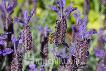Bee on Lavender Flower 03