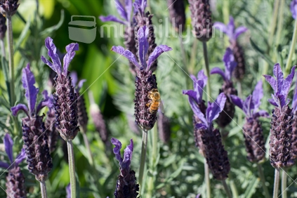 Bee on Lavender Flower 04