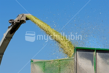 Maize silage entering a tailer.