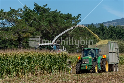 Maize Silage Harvesting.