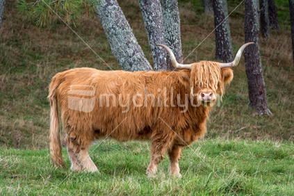 Highland long haired cow on a New Zealand farm.