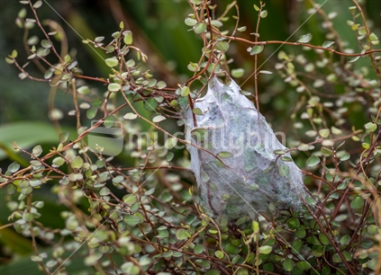 nursery spider web