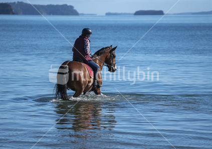 Horse in water at Orewa