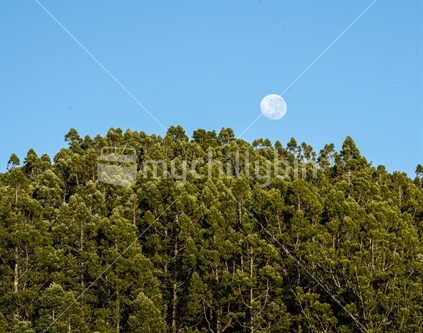 Moon over kauri Trees