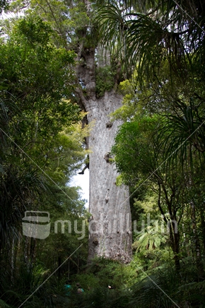 Tane Mahuta, king of the Forest, (with people beneath) Waipoua Forest Northland