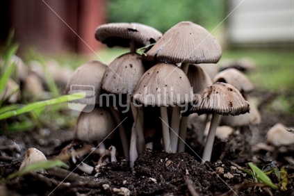 Toadstools growing in the back yard (raised ISO)