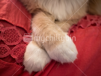 Close up of a cat with ginger and white paws crossed on a red cushion (raised ISO)