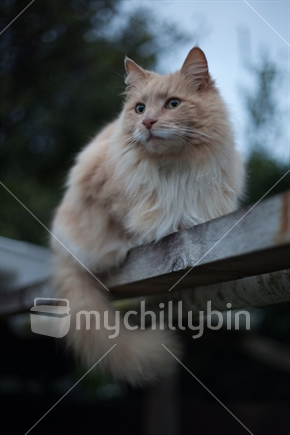 Long-haired cat perched on top of timber decking in the evening light