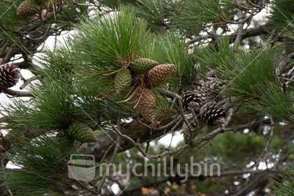 Green and brown pine cones on a tree branch