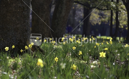 Spring Daffodils in Bloom - limited depth of field