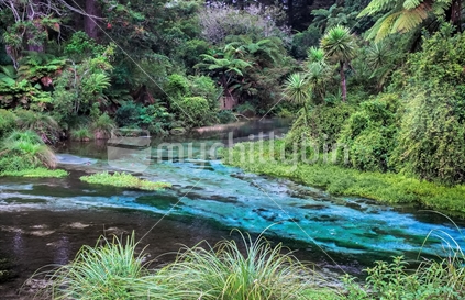 Blue Springs, Rotorua