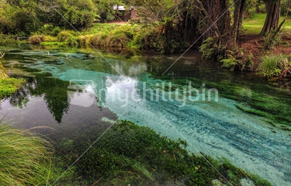 Blue Springs, Rotorua
