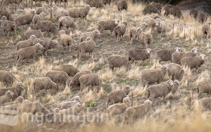 A flock of sheep having their meal on a pasture along the hill slopes.