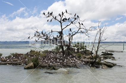 Birds nesting on a rocky outcrop on the shore of lake Rotorua (motion blur)