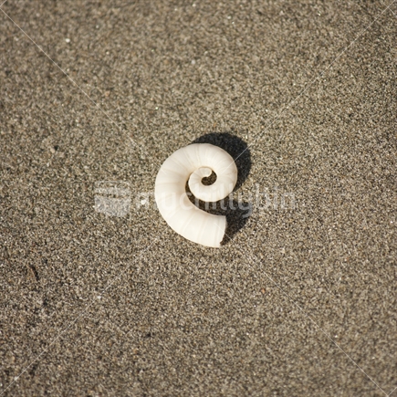 Rams horn shell on the sand at beach