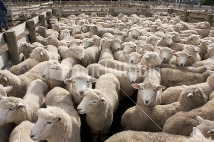 Sheep in pens waiting to be sold at the Feilding Stockyards.