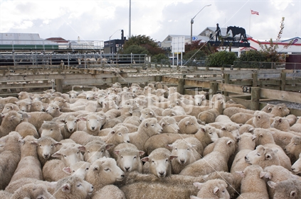 Sheep in pens waiting to be sold at the Feilding Stockyards.