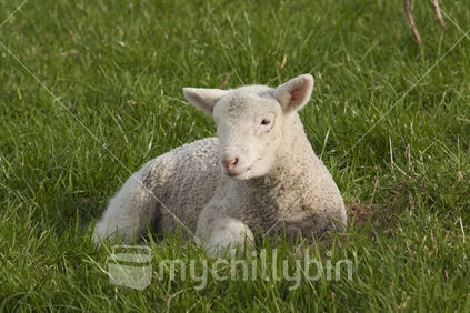 Lamb laying in a paddock.