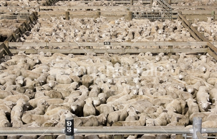 Sheep in pens at the Feilding Stockyards.