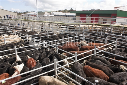 Cows in pens at the Feilding Stockyards.