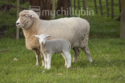 Ewe with lamb standing next to each other in paddock.  