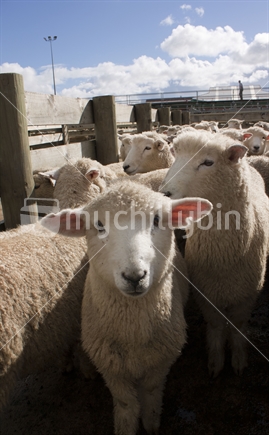 Sheep in pen at the Feilding Stockyards.  