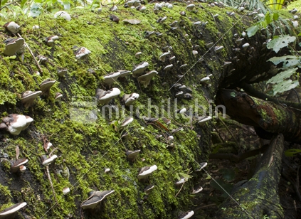 Fungi growth on a fallen tree.  