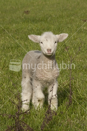 Cute lamb standing in a paddock.