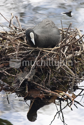 Coot bird in it's nest.  