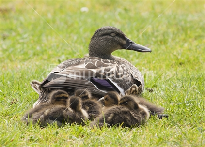 Ducklings, next to their mother.  