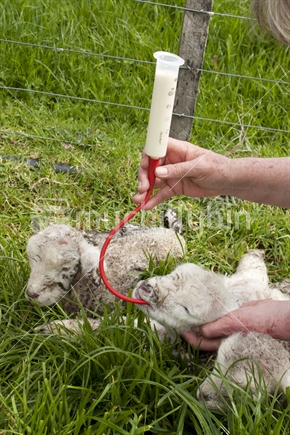 Newborn spring lamb being fed with a tube.   