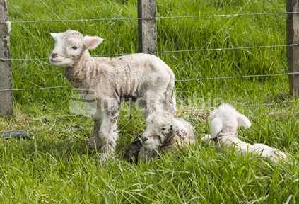 Very newborn spring lambs.  