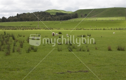 Rural scene with vibrant green paddock.  