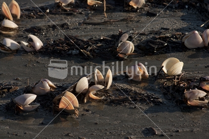 Shells on beach.  