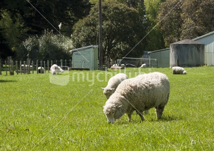 Rural scene with lambs, sheep and pasture.