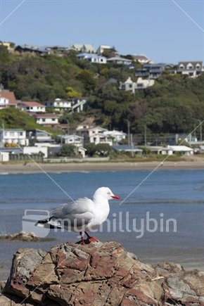Seagull overlooking Plimmerton and Onehunga Bay.