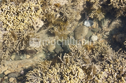 Close up detail of a rock pool