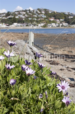 Coastal flowers overlooking a beach with houses in the background