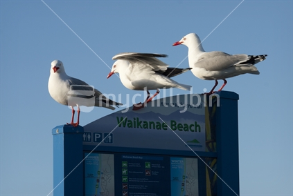 Seagulls on Waikanae Beach sign