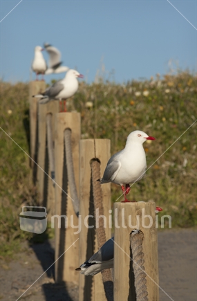 Seagulls sitting on posts at the beach.  