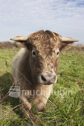 Cow, with horns