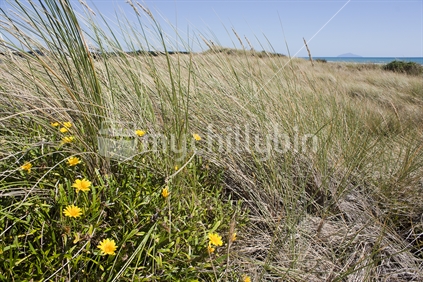 Coastal flowers and grasses, Waitarere Beach