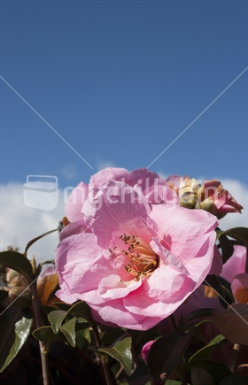 Camellia blossoming in the spring sun