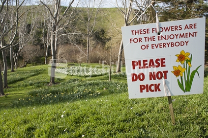 Do not pick the daffodils!