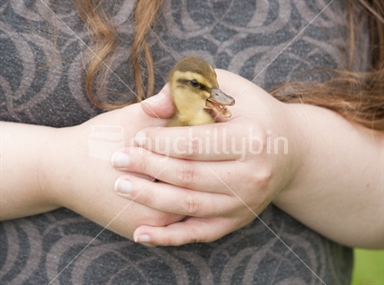 Person holding a little Duckling (beak open)