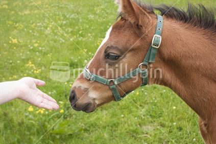 Hand reaching out to foal