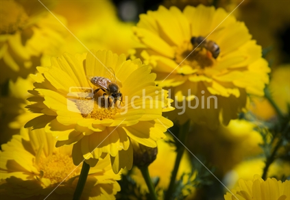 Bees on yellow spring flowers