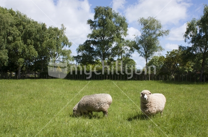 Sheep on a sunny spring day