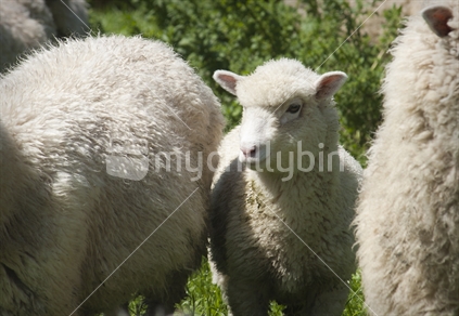 Lamb with parents
